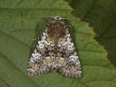 Flekkfly (Crypsedra gemmea)