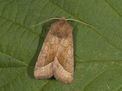 Brunt stengelfly (Hydraecia micacea)