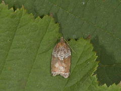 Buskflatvikler (Acleris laterana)