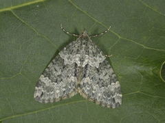 Lys irrmåler (Chloroclysta miata)