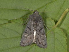 Stort lyngheifly (Aporophyla nigra)