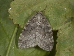 Fjellbjørkemåler (Epirrita autumnata)