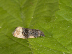 Rosa fugleskittvikler (Hedya atropunctana)