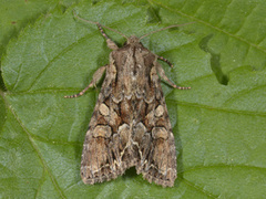 Busklundfly (Lacanobia thalassina)