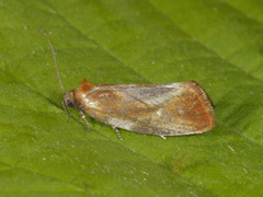 Skumringsvikler (Eulia ministrana)