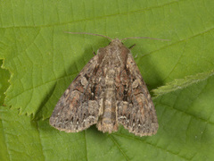 Busklundfly (Lacanobia thalassina)