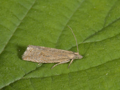 Perikumvikler (Lathronympha strigana)