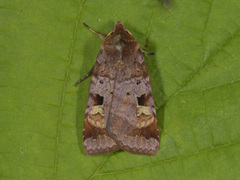 Rødfrynset teglfly (Diarsia brunnea)