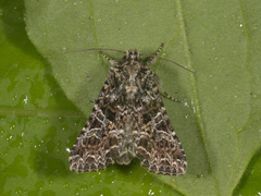 Brunt nellikfly (Hadena perplexa)