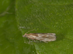 Tistelengvikler (Eucosma cana)