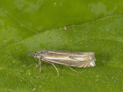 Smalstreknebbmott (Crambus lathoniellus)