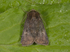 Skyggefly (Rusina ferruginea)