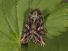 Fiolett heifly (Anarta colletti)