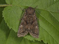 Brunt lærfly (Mniotype adusta)