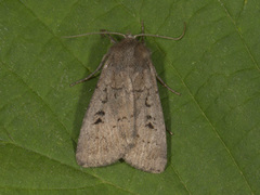 Krattfly (Graphiphora augur)