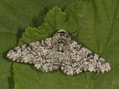 Bjørkelurvemåler (Biston betularia)