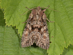 Busklundfly (Lacanobia thalassina)