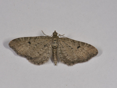 Engdvergmåler (Eupithecia satyrata)