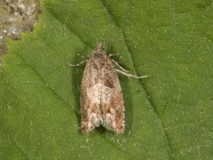 Junikveldvikler (Epinotia tetraquetrana)