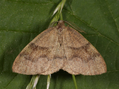 Bred skumringsmåler (Plagodis pulveraria)