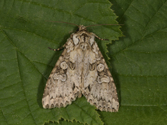 Grått hakefly (Polia nebulosa)