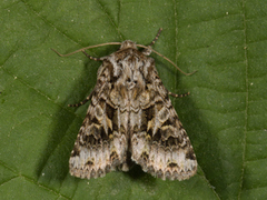 Gulflekkfly (Hada plebeja)