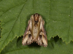 Tannet perikumfly (Actinotia polyodon)