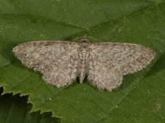 Vinkeldvergmåler (Eupithecia vulgata)