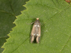 Incurvaria pectinea