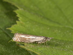 Smalstreknebbmott (Crambus lathoniellus)