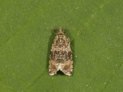 Olivenprydvikler (Celypha lacunana)