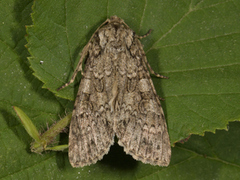 Grått hakefly (Polia nebulosa)