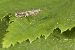 Syrinminérmøll (Gracillaria syringella)