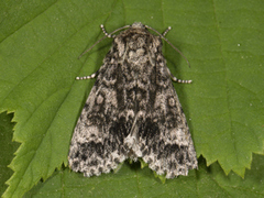 Ospekveldfly (Acronicta megacephala)