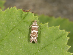 Stripet grankveldvikler (Epinotia tedella)