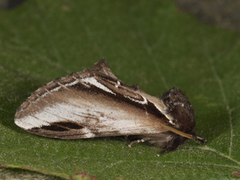 Bjørketannspinner (Pheosia gnoma)