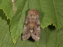 Rødt hagefly (Ceramica pisi)