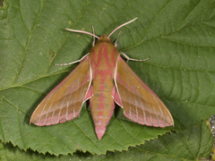 Stor snabelsvermer (Deilephila elpenor)