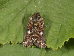 Rødt heifly (Anarta myrtilli)