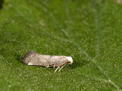 Swammerdamia compunctella