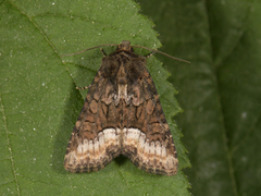 Rettlinjet engfly (Oligia latruncula)