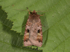 Rødfrynset teglfly (Diarsia brunnea)