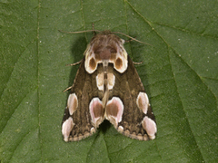 Flekkhalvspinner (Thyatira batis)