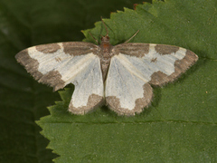 Randmåler (Lomaspilis marginata)