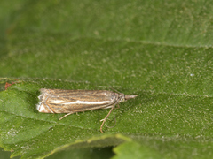 Smalstreknebbmott (Crambus lathoniellus)