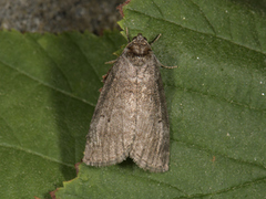 Punkthalvspinner (Ochropacha duplaris)