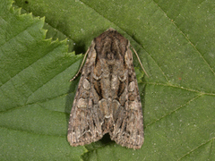 Busklundfly (Lacanobia thalassina)