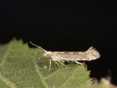 Vandrekålmøll (Plutella xylostella)