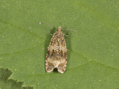 Olivenprydvikler (Celypha lacunana)