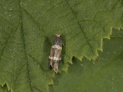 Lampronia flavimitrella